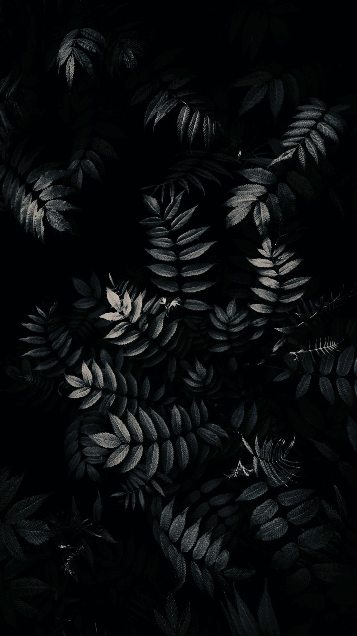 Leave in the Black