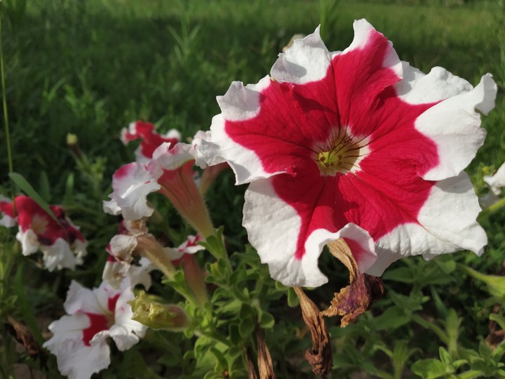 red and white combo..