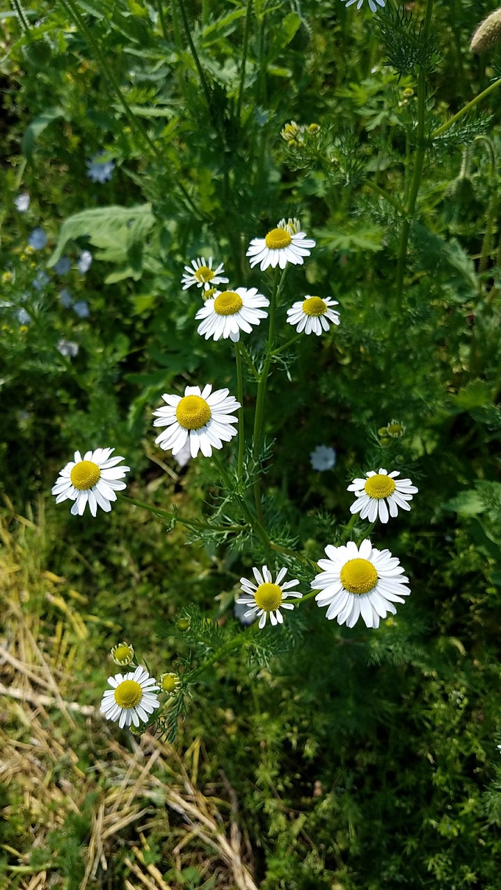 小花