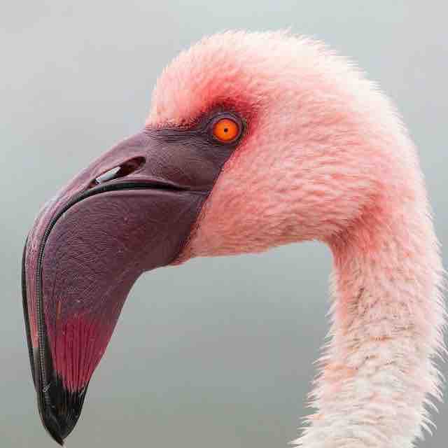 Flamingo photography