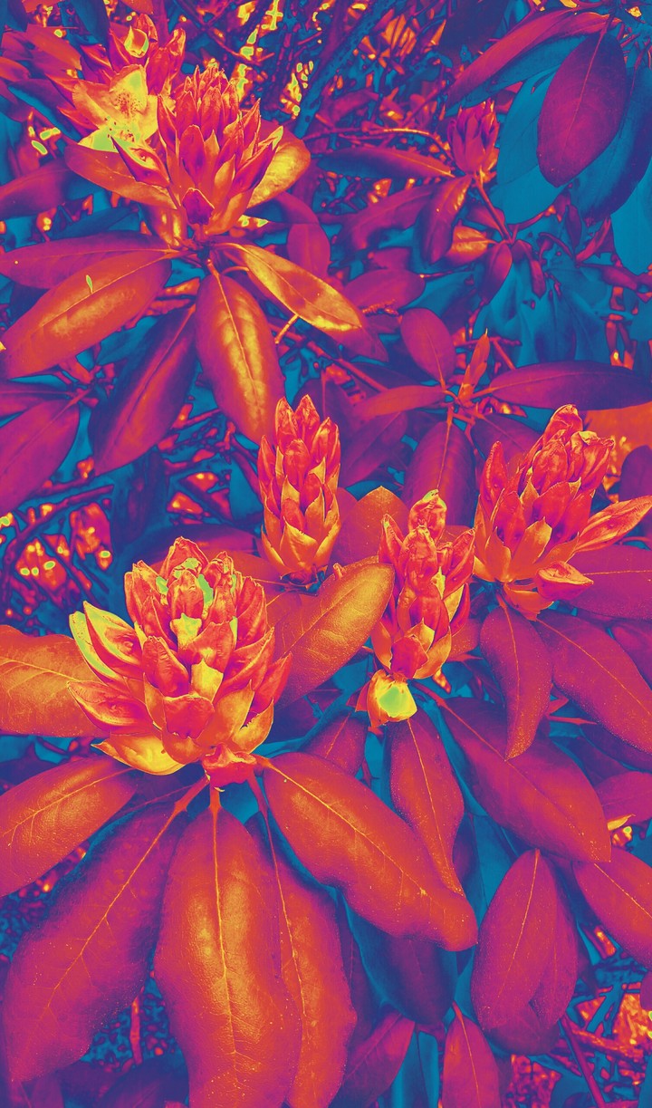infared  rhododendron