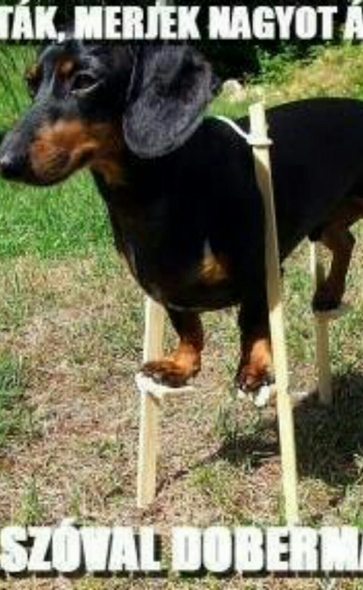 tacskó