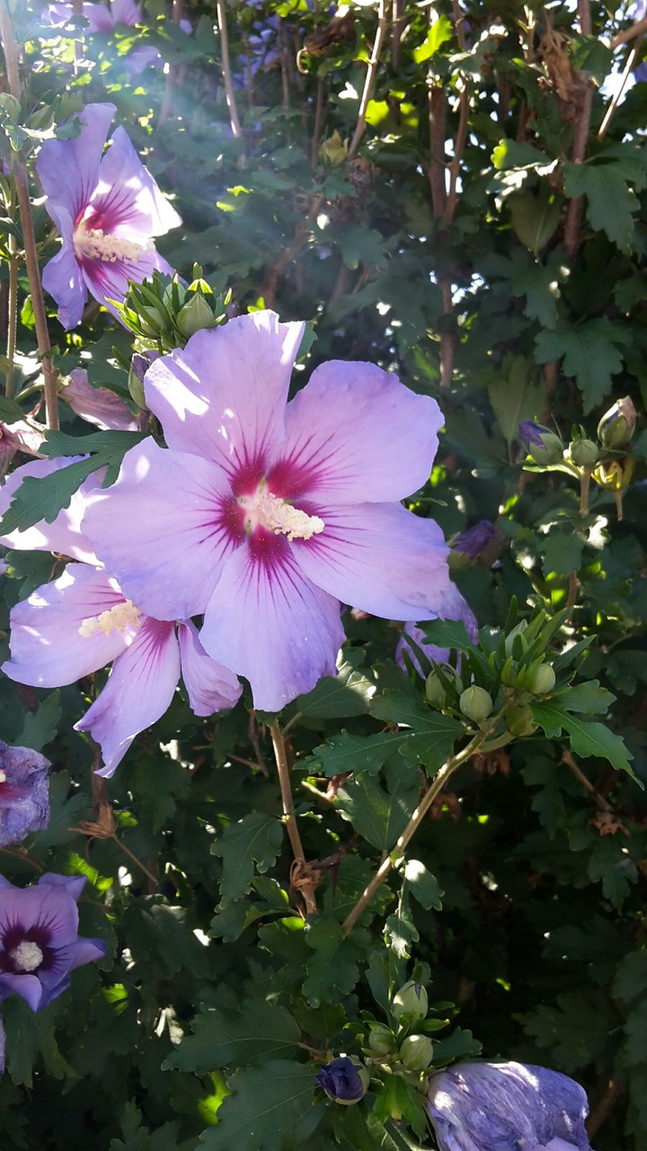 purple flower