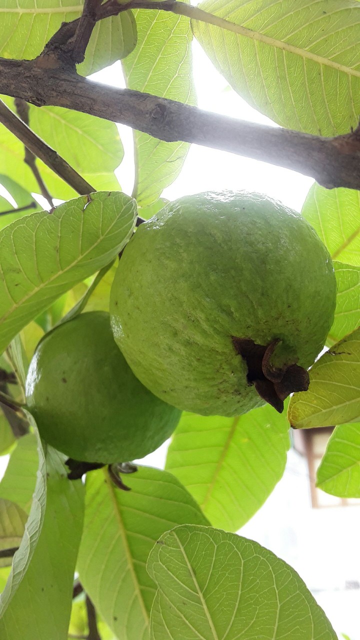 Fruit