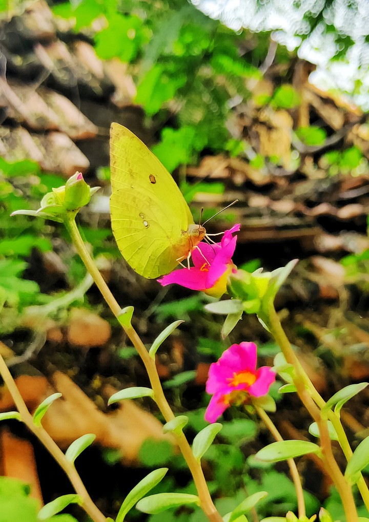 Butterfly