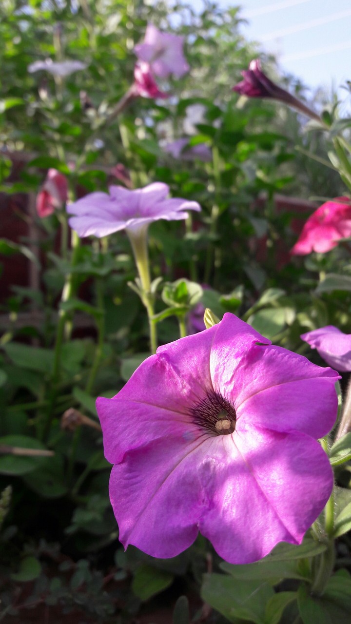 spring flower