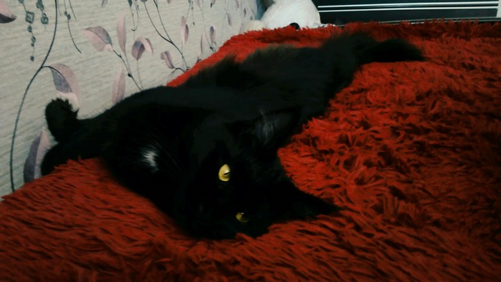 The black cat