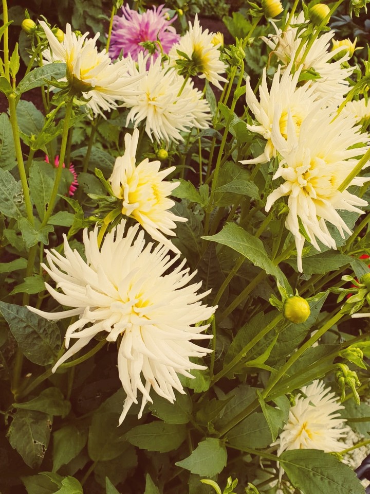 flowers