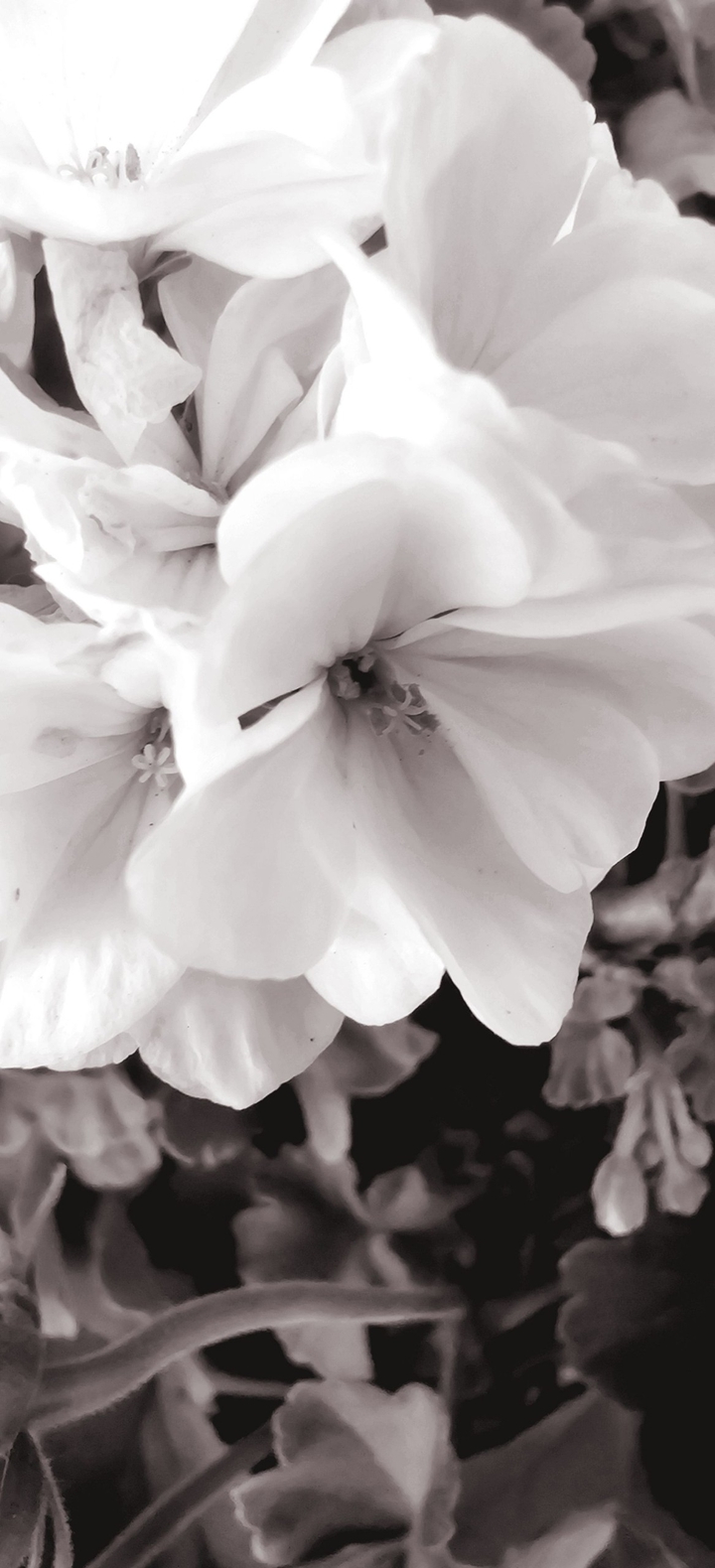 white flowers