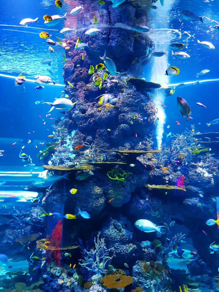 Acuario
