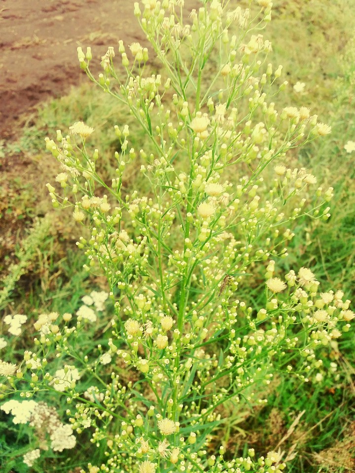 Plant