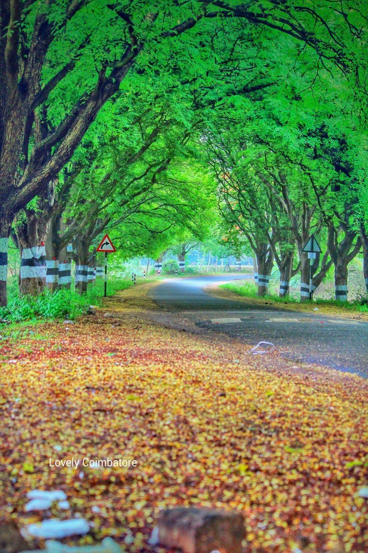 Nature - roadway - India