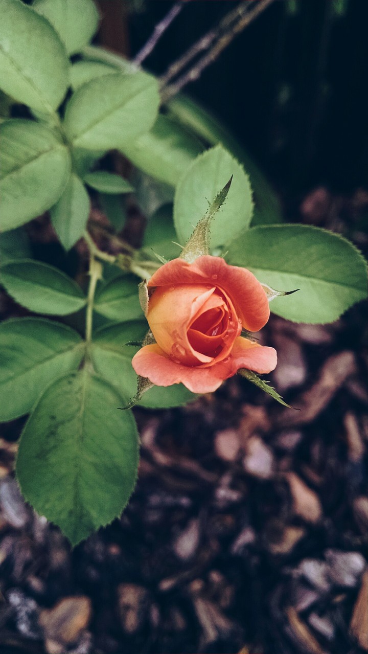 Georgous pale orange and pink flower bud