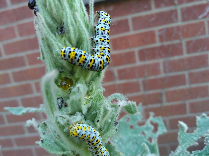 Caterpillars