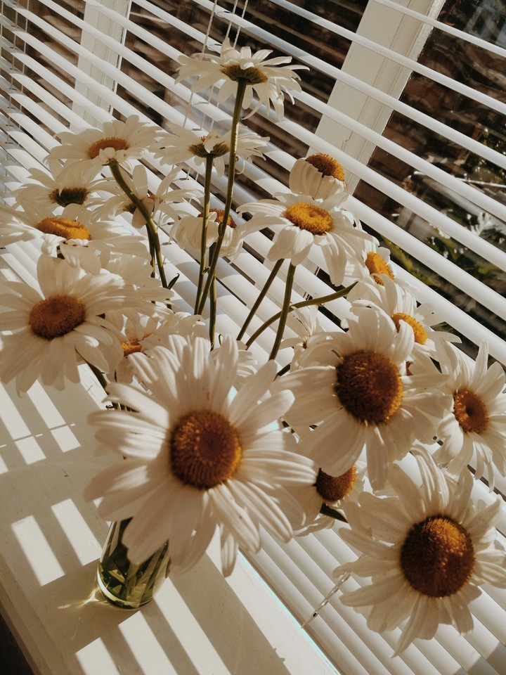 Camomile