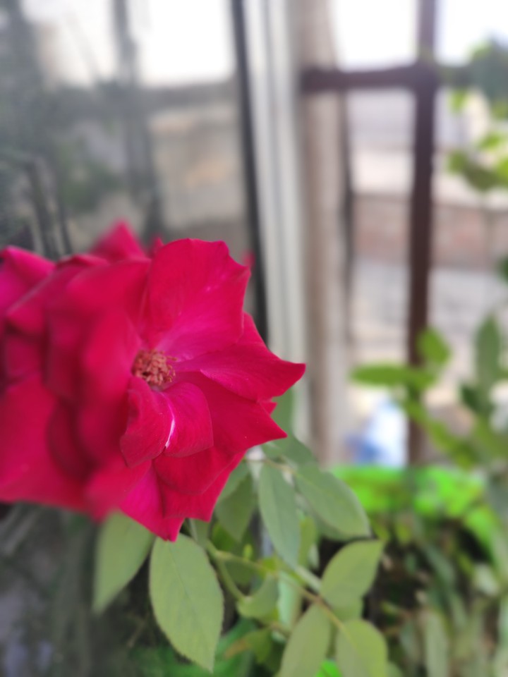 rose