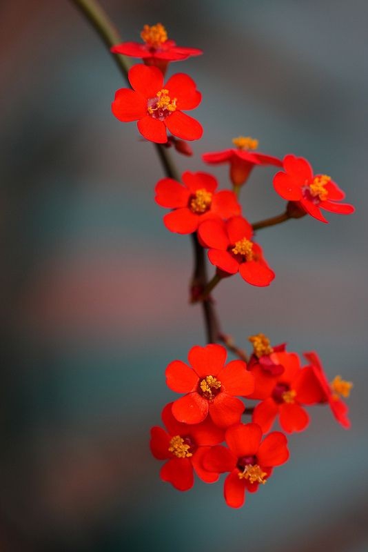 Branch