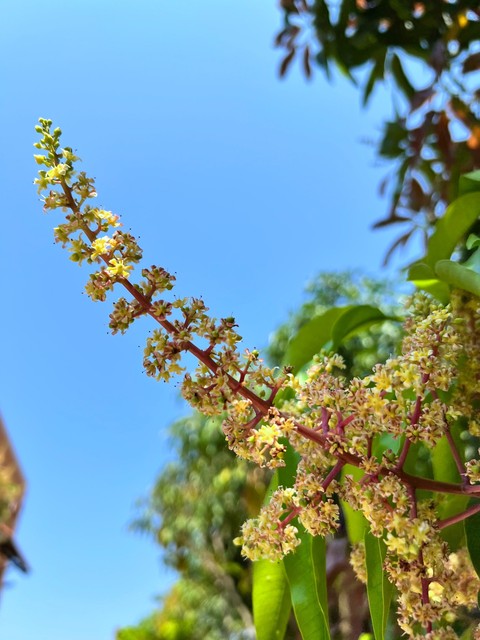 тапети shrub, red