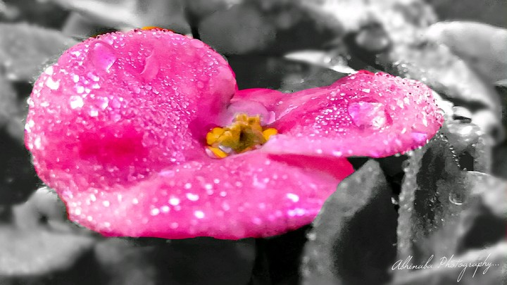 || THE PINK ONE OUT ||