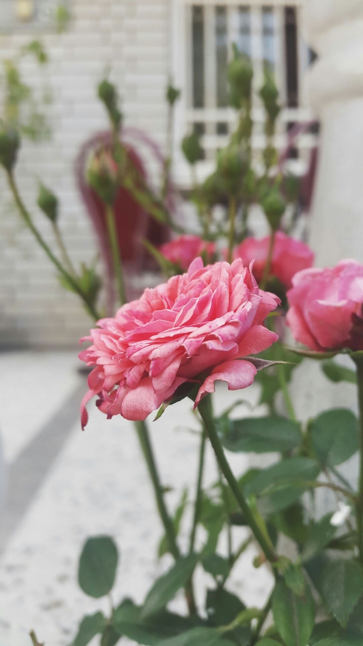 Pure Rose