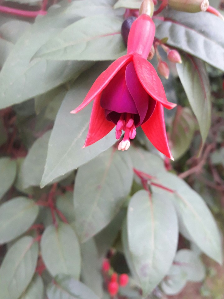 flower