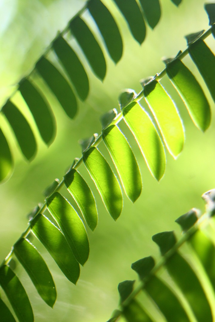 Green pattern