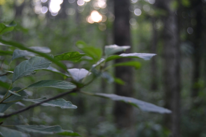 Forest