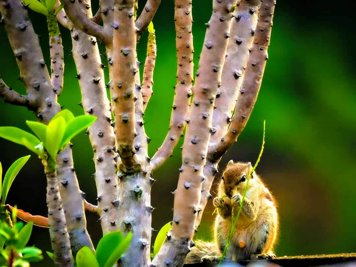 Squirellina
