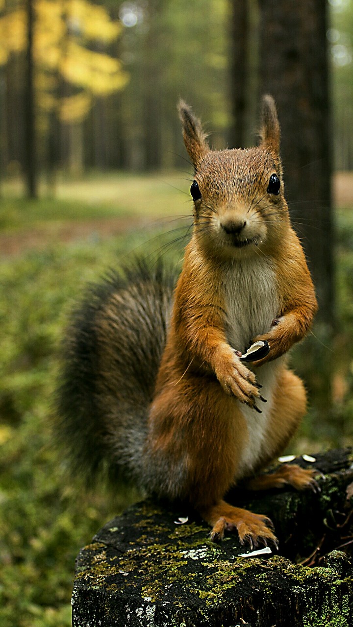 Squirrel
