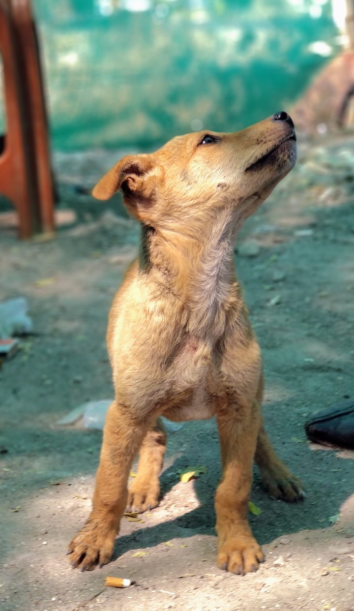 Dog