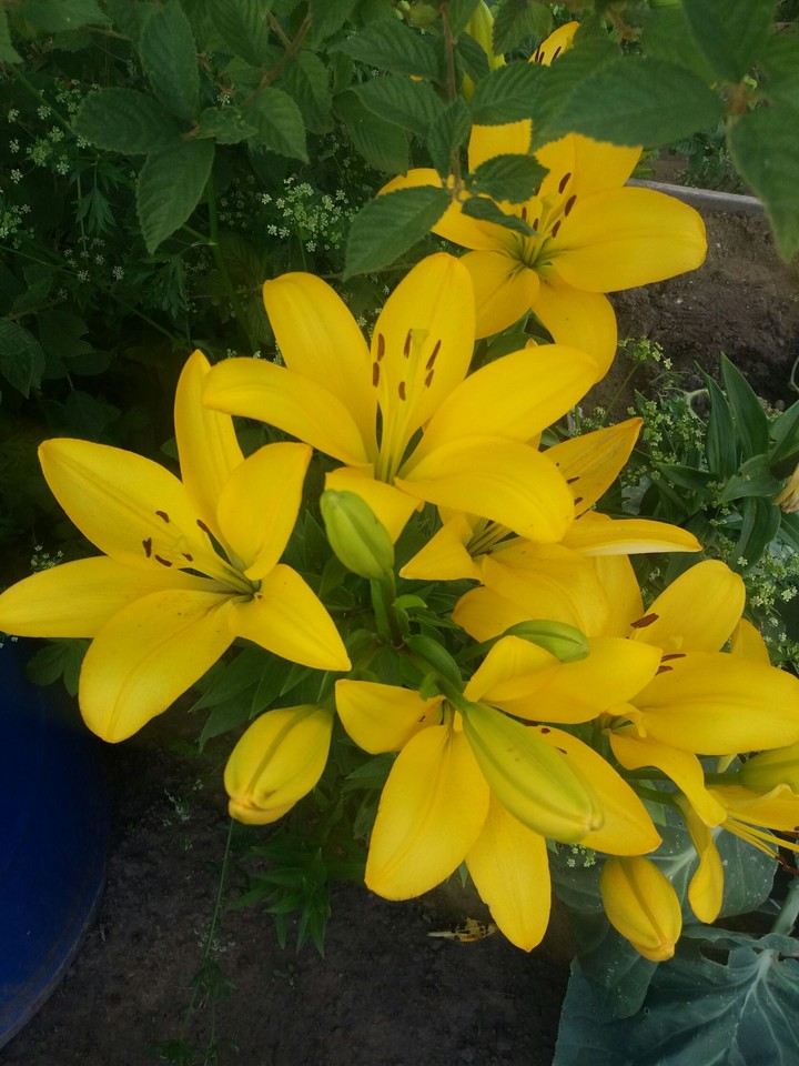 Lily