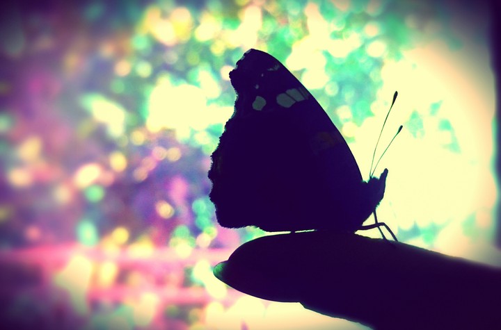 Butterfly fly away