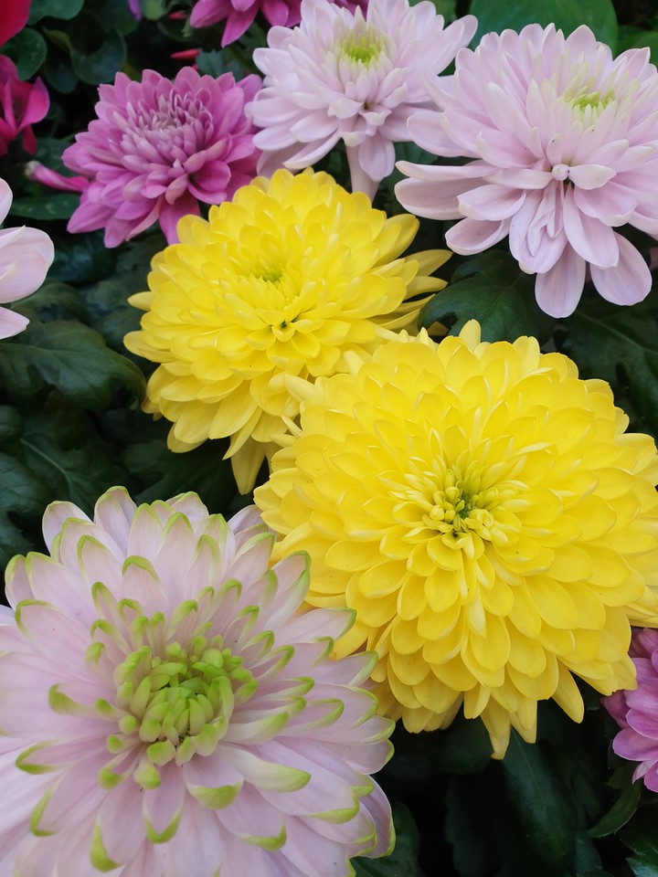 #flowers