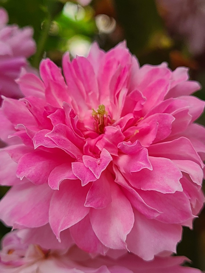 Rose flow