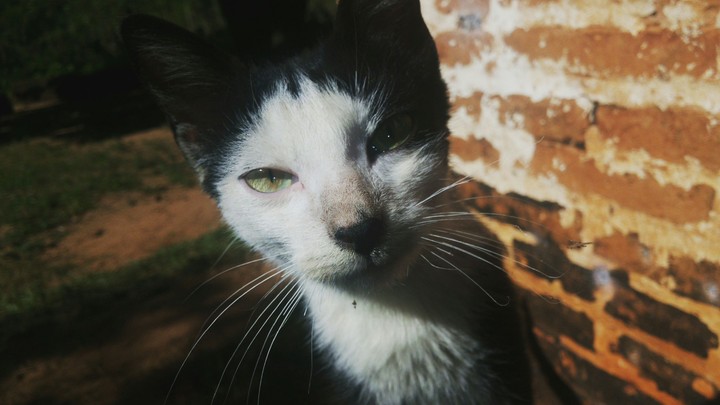 Gato