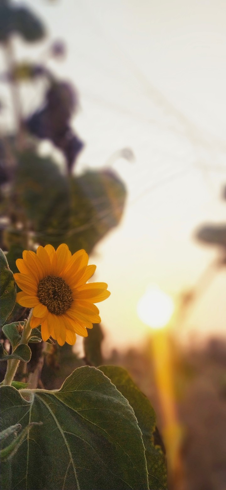 sunflower