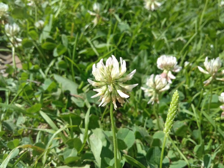 flower.