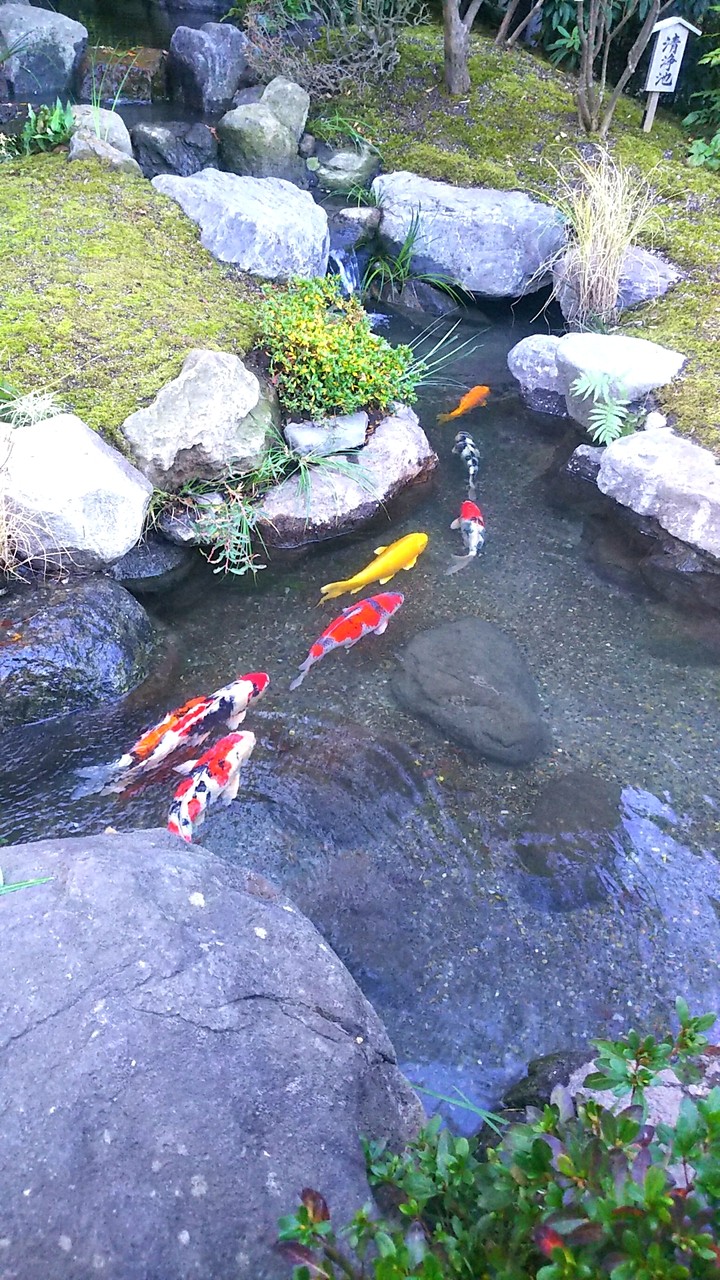 JAPAN KAMAKURA Colored carp