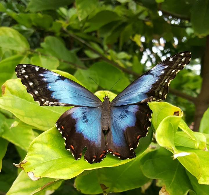 Blue butterfly