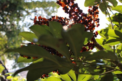 hình nền branch, twig