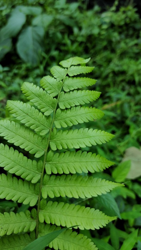 leaf..