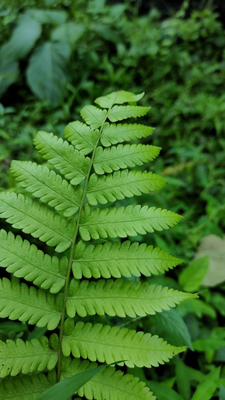 leaf..