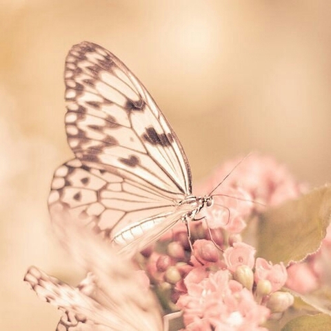 organism, butterfly वॉलपेपर