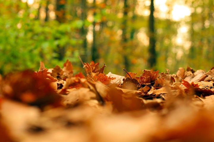 Colors of autumn...