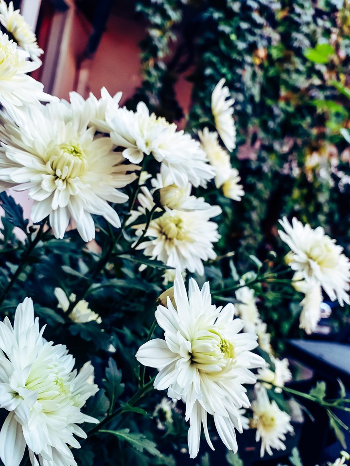 flowers