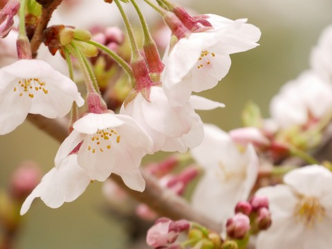 cherryblossom