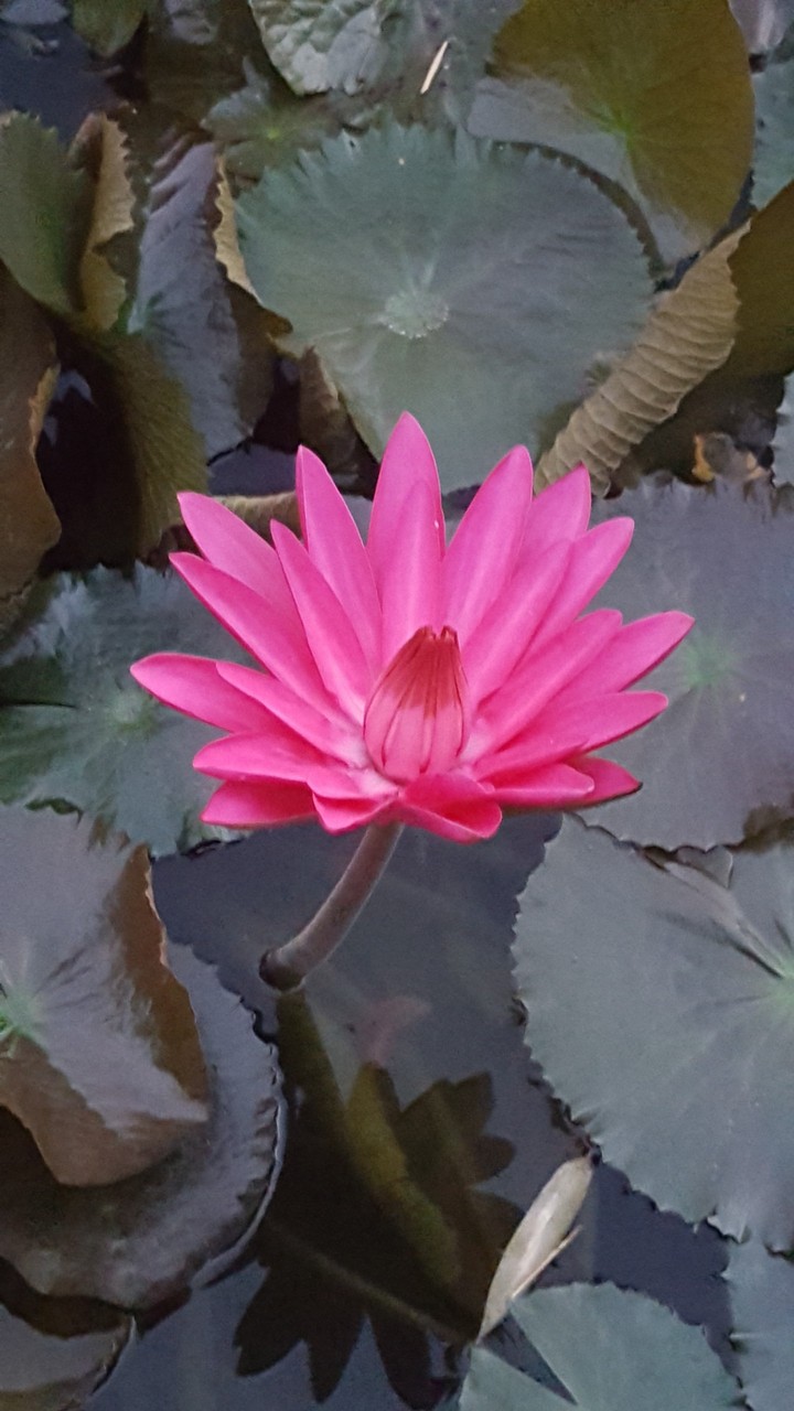 seerose im victoriabecken