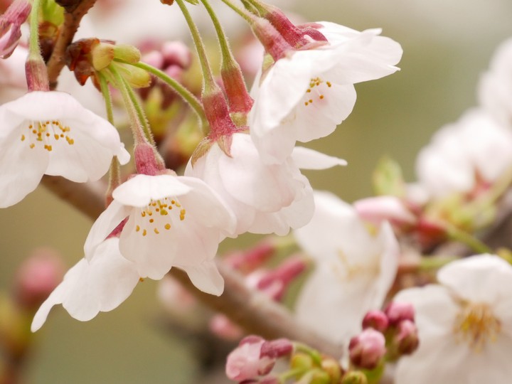 cherryblossom