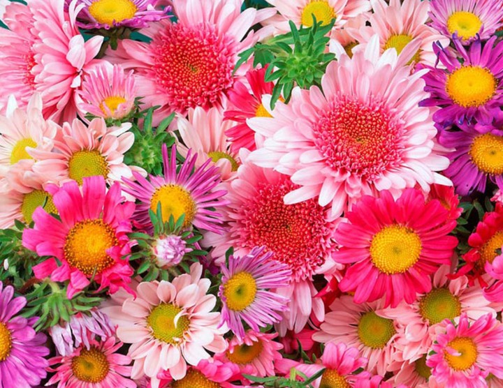 Beautiful flowers
