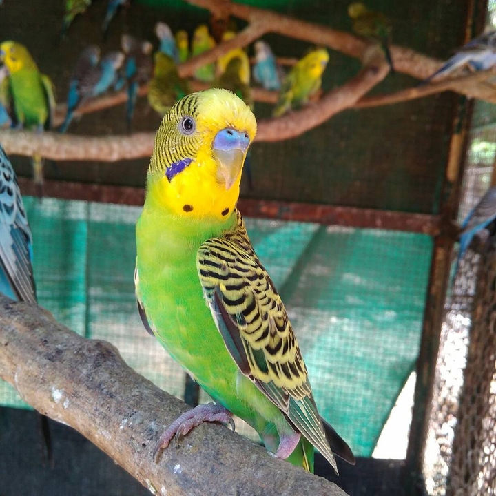 Bird
